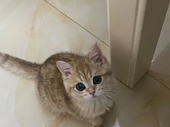 -喵zoo家庭繁育猫舍(尖东智能花园店)