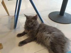 -平行世界·猫咖(首经贸店)