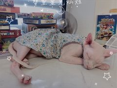 -团子家猫咪猫咖馆·柯基·柯尔鸭