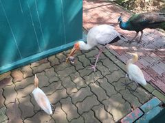 -吉隆坡雀鸟公园