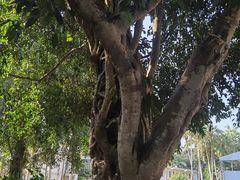 -中国科学院西双版纳热带植物园