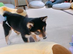 -逗柴咖啡屋·狗咖猫咖宠物桌游