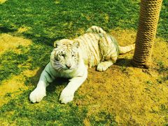 -北京野生动物园