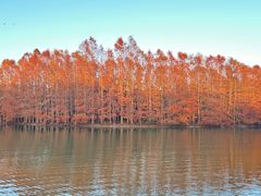 -上海海湾国家森林公园
