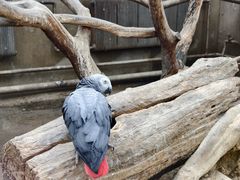 -大连森林动物园