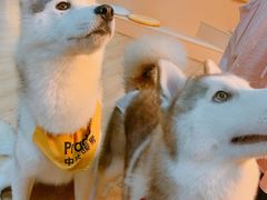 -Husky Go! 哈士奇体验馆·宠物咖啡厅狗咖