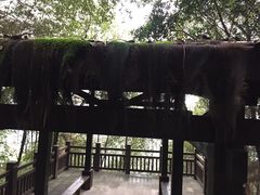 -铁山坪森林公园