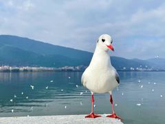 -海埂大坝