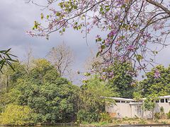 -中国科学院华南植物园
