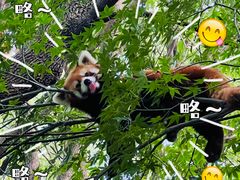 -常州淹城野生动物世界