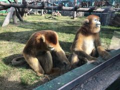 -西安秦岭野生动物园