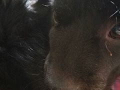 -达爱动物医院·犬猫分区·CT·复杂眼科(远洋山水分院)