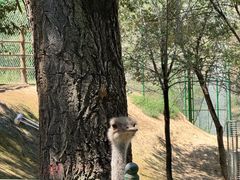 -青藏高原野生动物园