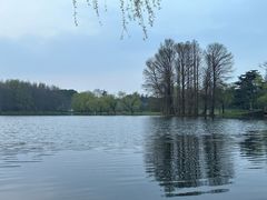 -上海共青森林公园