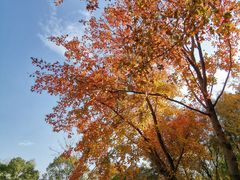 -昆山城市生态森林公园