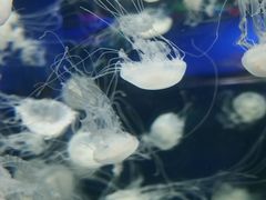 -重庆欢乐海底世界