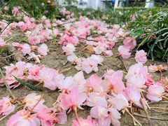 -成都市活水公园