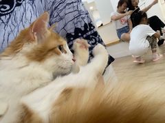 -李小姐の猫咖啡馆(五角场店)