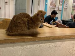 -猫小院猫主题咖啡厅(北锣店)