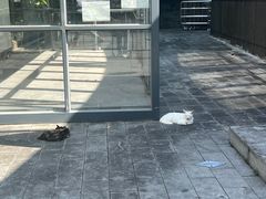 -华威达牛庄(黄埔大道西店)