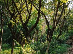 -草庵摩尼教遗址公园