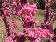 -永定河休闲森林公园