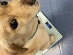-唐小姐の猫狗洗护·购宠旗舰店(周浦万达店)