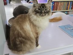 -喵的天空名猫咖啡馆·撸猫·猫舍·用品