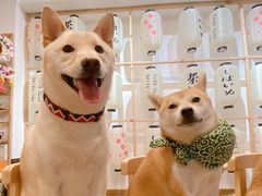 -柴迷FANS CLUB·柴犬狗咖·猫咖