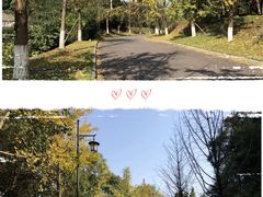 -铁山坪森林公园