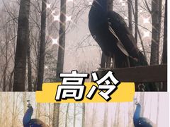 -林间山庄