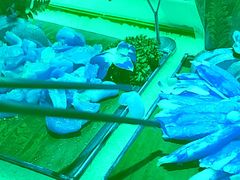 -亚马逊海鲜自助(梅溪湖步步高店)