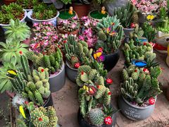 -桂林市花鸟市场