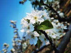 -树山生态村