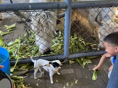 -长白岛森林公园