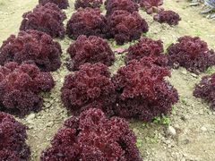 -中国天府农业博览园