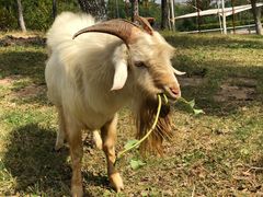 -上海滴水湖皇冠假日酒店