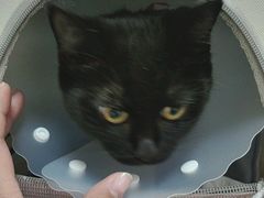 -美联众合动物医院·24h转诊中心