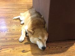 -柴务处·柴犬主题狗咖