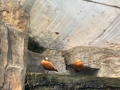 -上海野生动物园