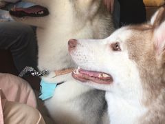 -Husky Go! 哈士奇体验馆·宠物咖啡厅狗咖