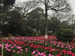 -松山湖梦幻百花洲