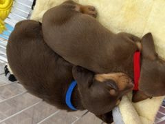 -萌宠之家·腊肠犬·马尔泰·小体犬舍