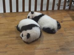 -成都大熊猫繁育研究基地