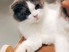-飞行喵MR PILOT|猫舍·猫咖(静安大融城店)