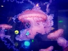 -烟台海昌鲸鲨海洋公园
