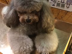 -more than meow吴止猫主题餐厅(承德 中船汇店)