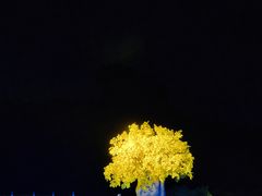 -鼎盛王朝康熙大典实景演出