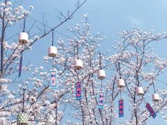 -顾村公园
