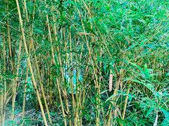 -深圳仙湖植物园